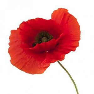 anniversaire de mariage 8 ans noces de coquelicot
